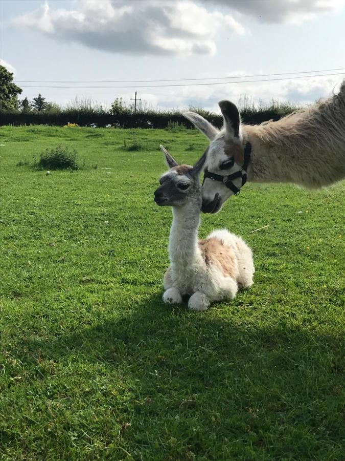 The Beautiful Lazy Llama Shepherd Hut Farm Stay 巴利香农 外观 照片