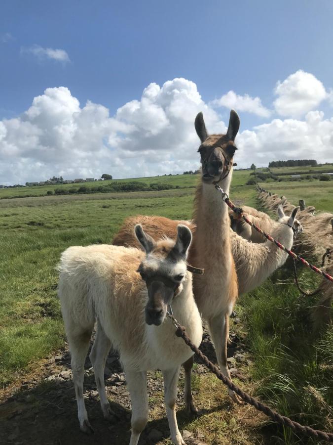 The Beautiful Lazy Llama Shepherd Hut Farm Stay 巴利香农 外观 照片