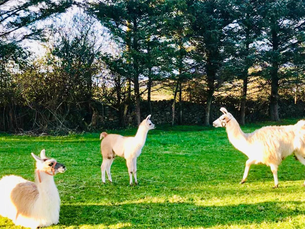 The Beautiful Lazy Llama Shepherd Hut Farm Stay 巴利香农 外观 照片