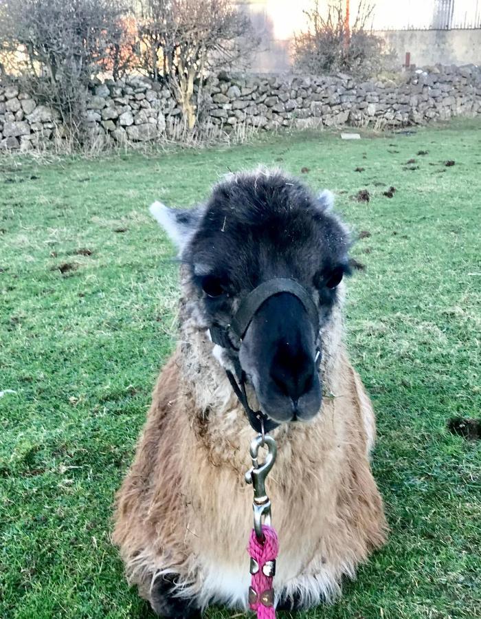 The Beautiful Lazy Llama Shepherd Hut Farm Stay 巴利香农 外观 照片